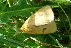 Acleris trivittana - Rotrand-Bär (Breitflügeliger Fleckleibbär)